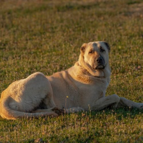 kangal for adoption