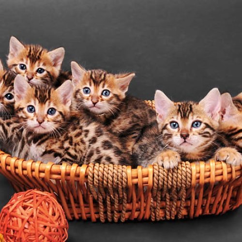 when is the kitten season?