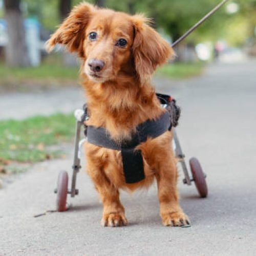 special needs dog rescue